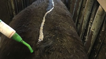lice on cattle