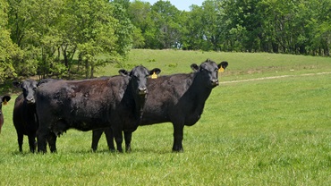 Cows on Spring pasture