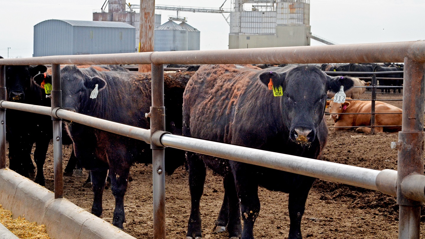 feedlot steers