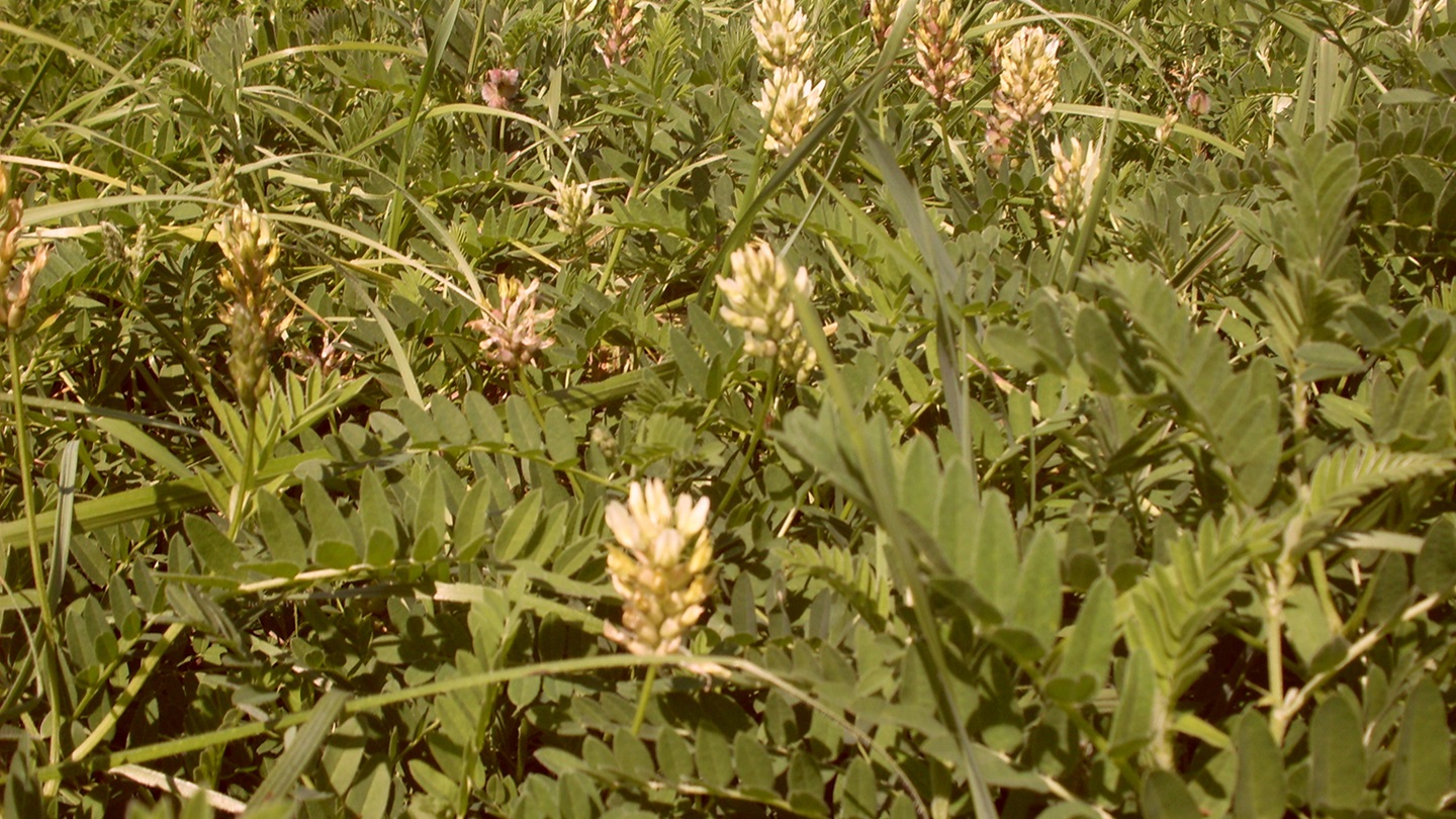 Legumes
