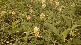 Legumes