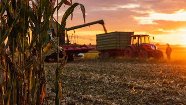 corn harvest