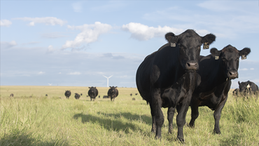 two cows in field
