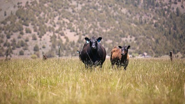 Cow and a calf standing together in pasture next to a bluff.