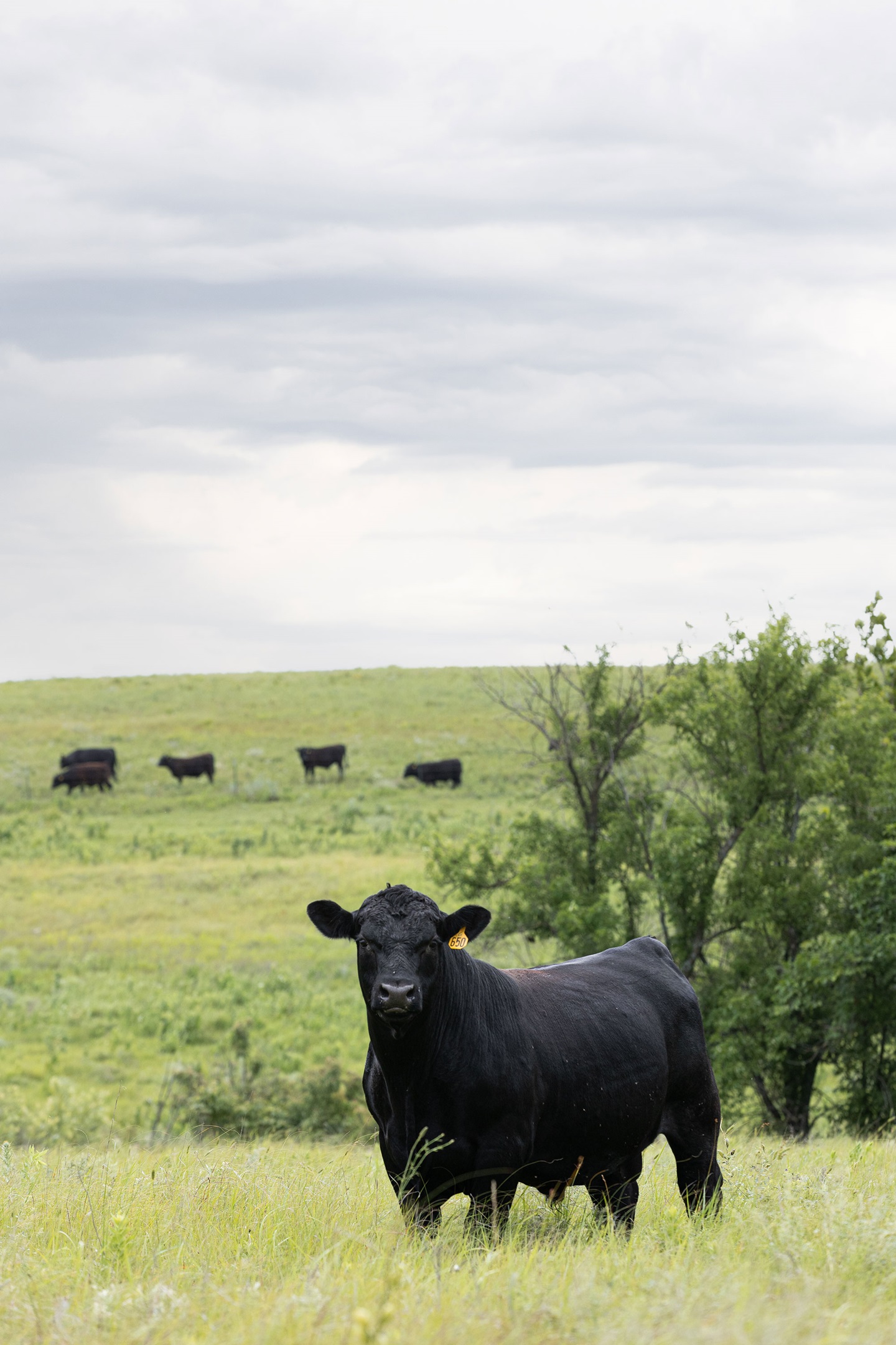 A strong Angus bull stands alone in a green pasture in Kansas.