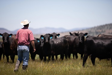 Cowboy walking in a mountain valley pasture close to black angus cattle