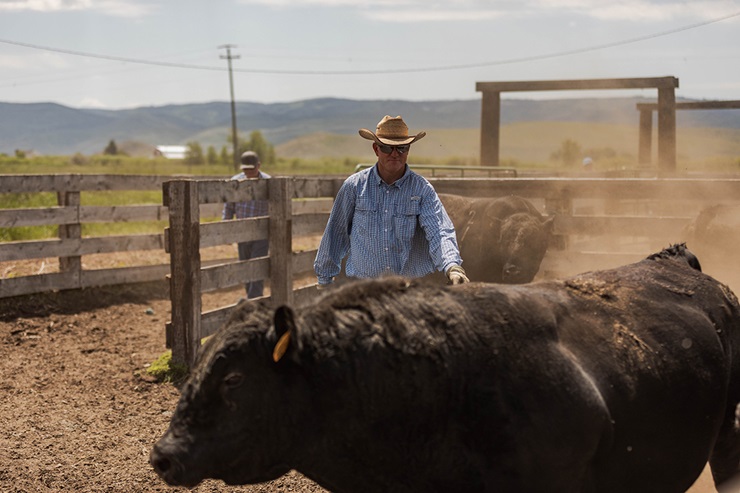 Jed Willis sorts bulls that will go to work on a spread of BLM ground.