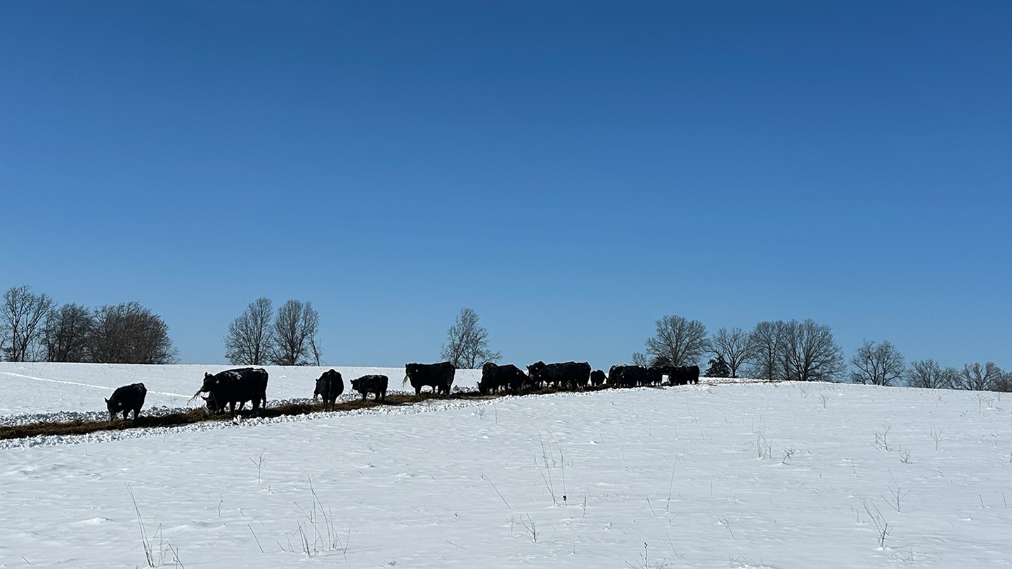 winter cattle