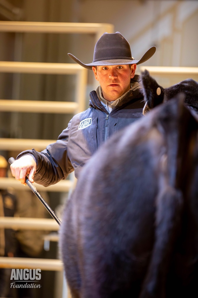 A man in a cowboy hat exhibits an Angus bull at the Foundation's Angus Sale.