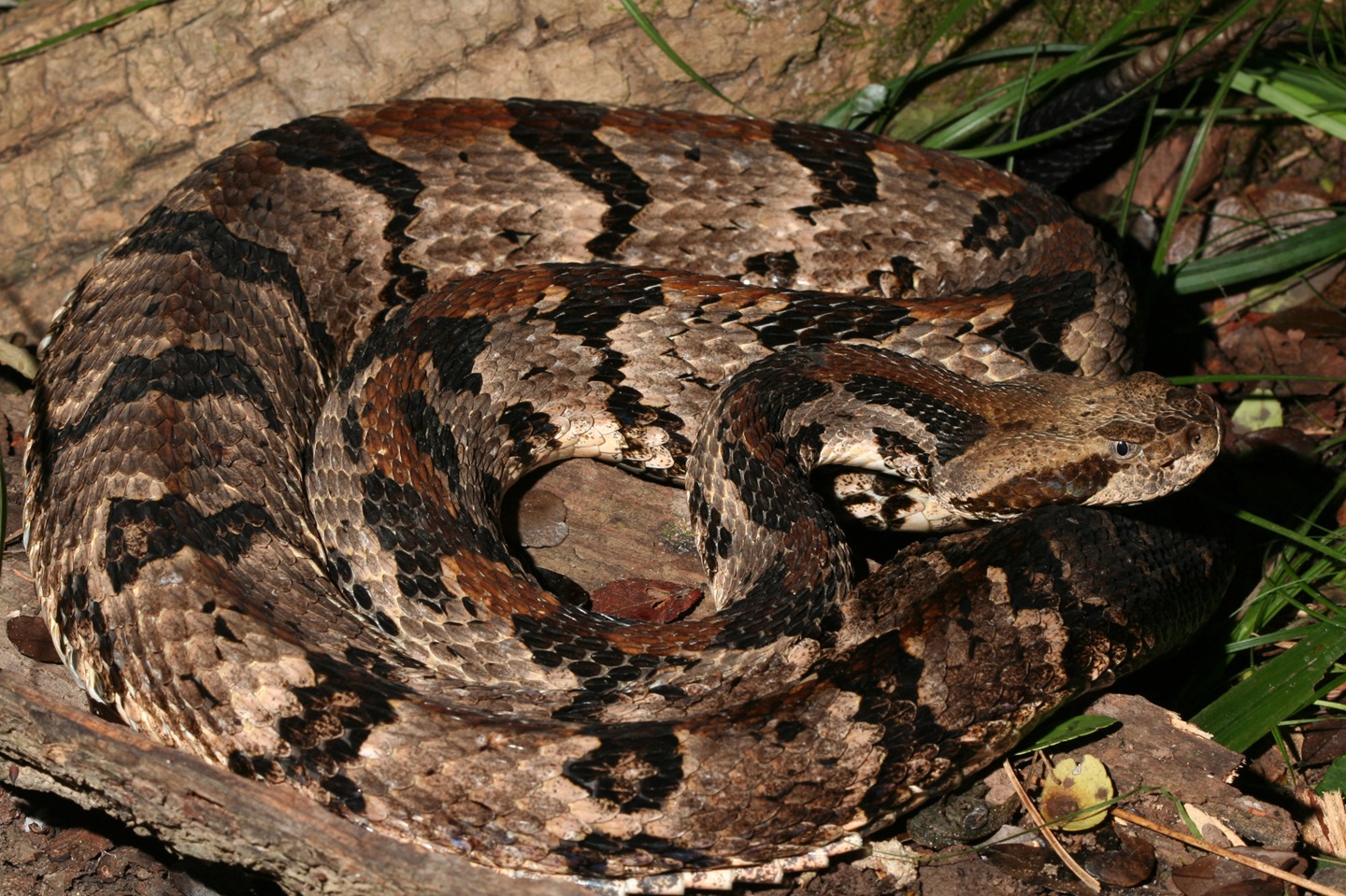 Venomous-timber-rattlesnake