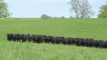 cattle in a field