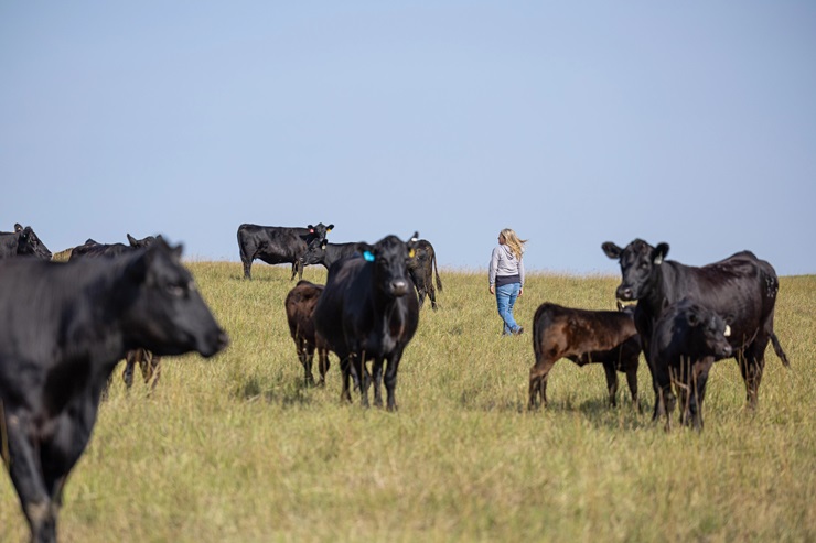 cattle pasture