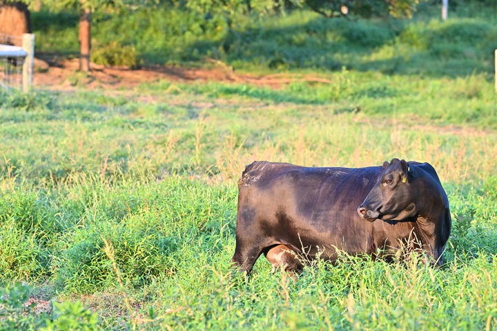 Bucksnort cattle
