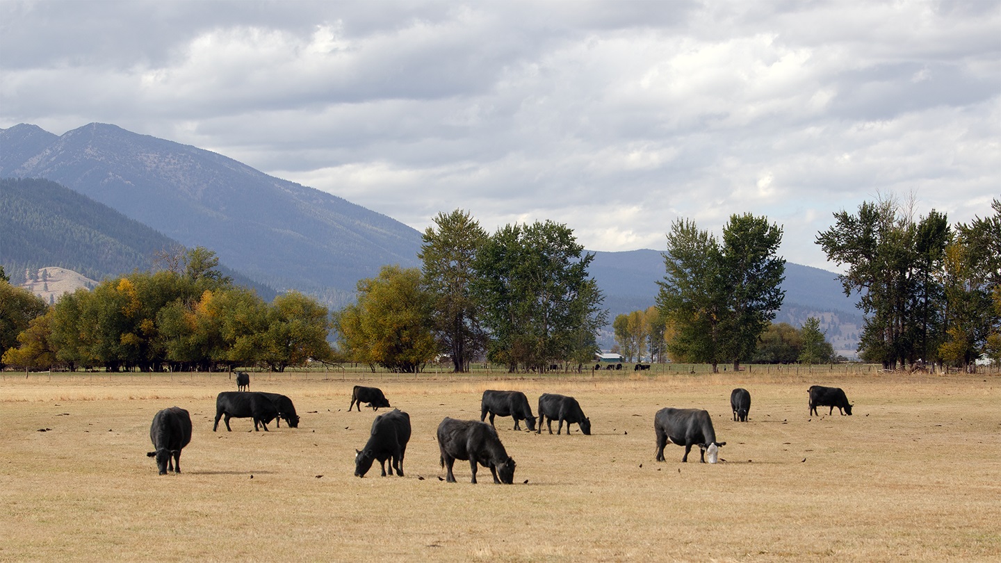 cows on pasture