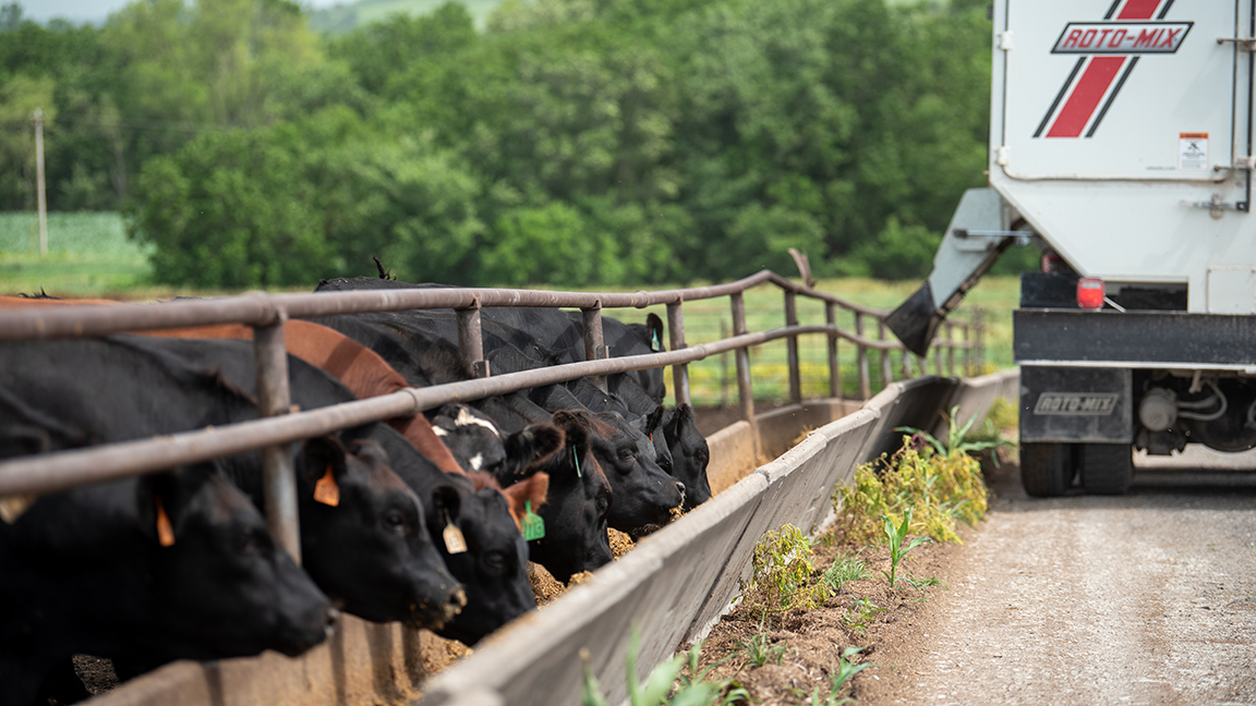 cattle feeding