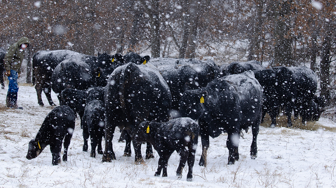 cows in snow