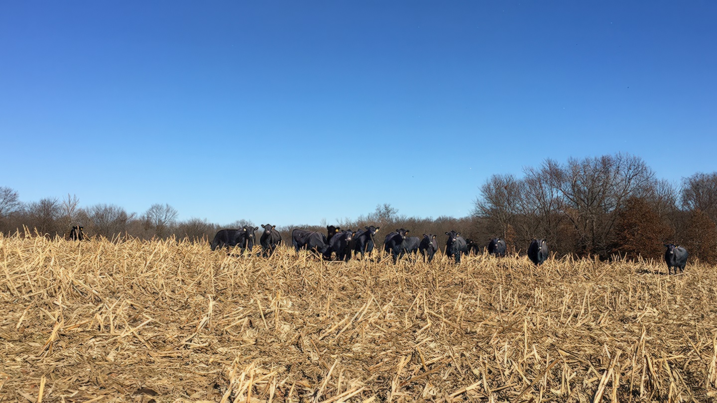Cattle on cornstalks
