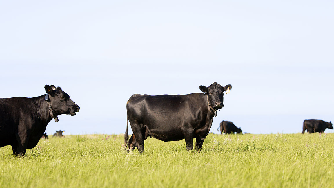 Dalebanks Angus cattle