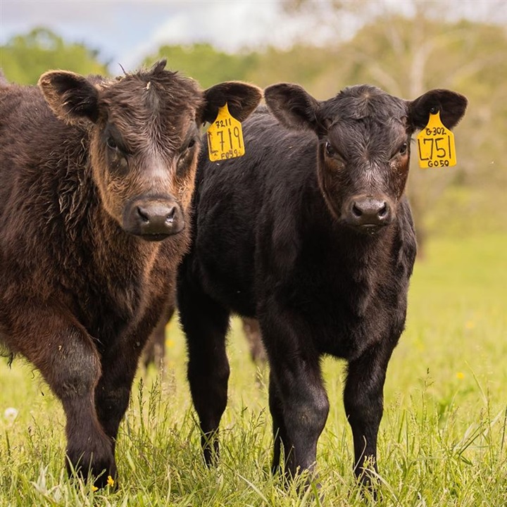 Calves on grass