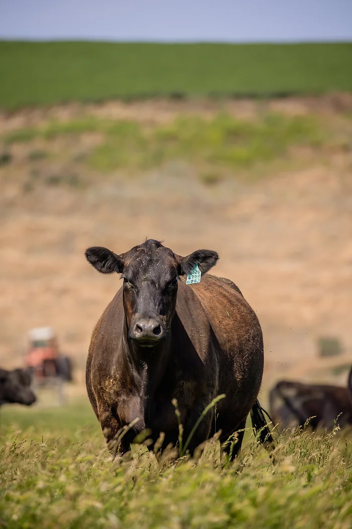 cow in pasture