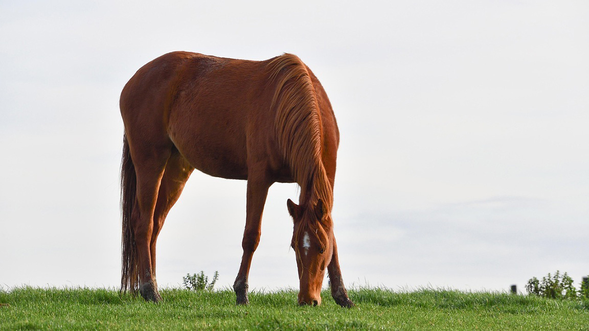 horse grazing