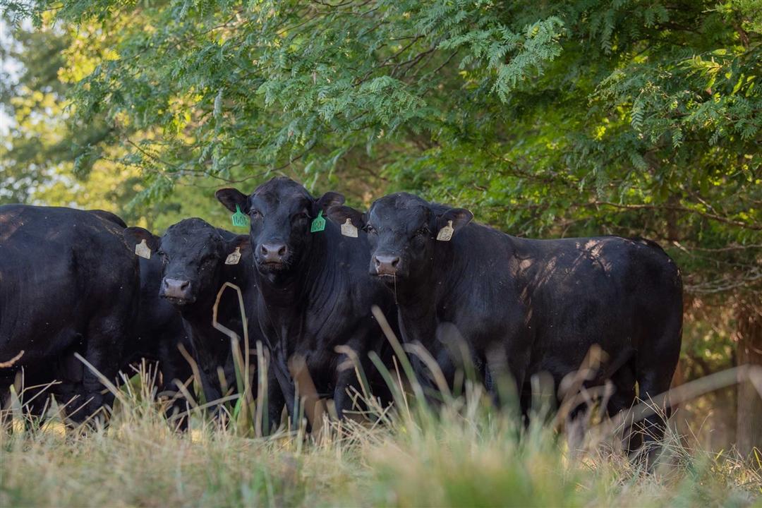 A group of Angus bulls standing in the shade underneath green trees.