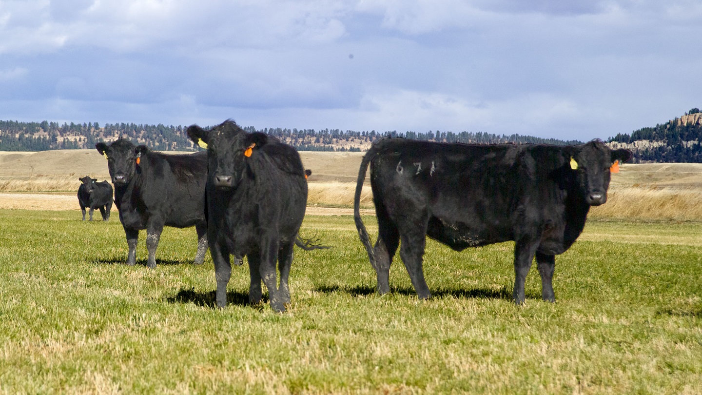 Open cows on pasture