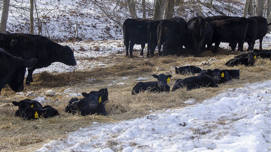 The overall goal of a front-loaded calving season is to gain positive reproductive momentum that leads to improved outcomes in subsequent breeding seasons. 