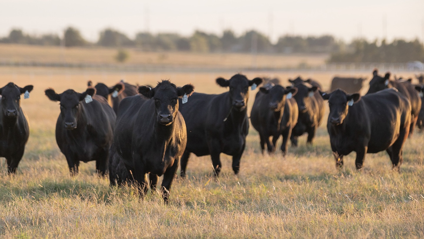 cows on pasture