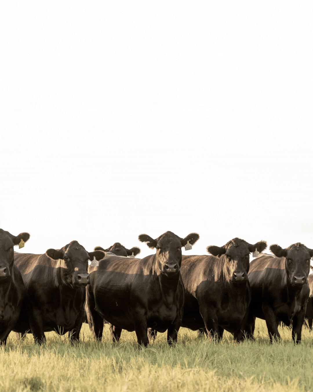 An animated GIF showcasing the reveal of the new Angus Mobile app.