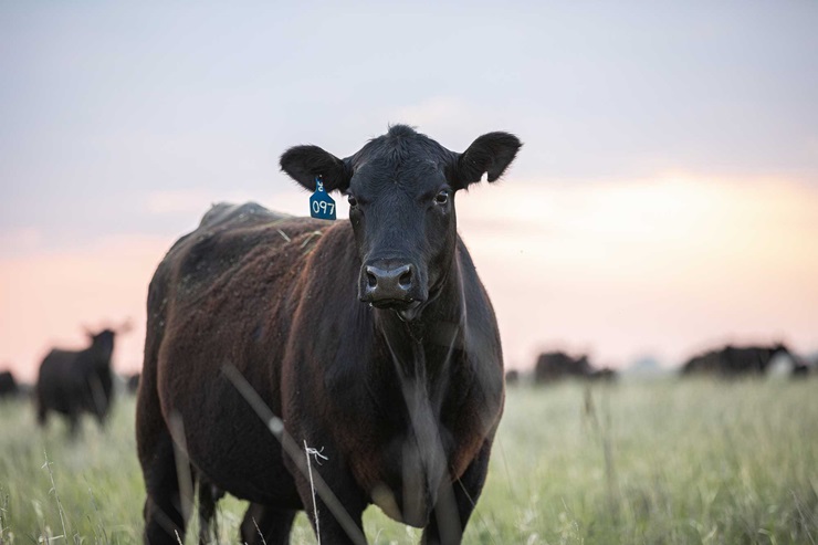 An Angus cow stands in a field 