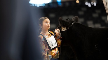 A junior Angus member exhibits her heifer at a national livestock show.