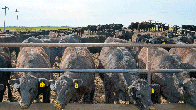 ightweight feeders at bunk