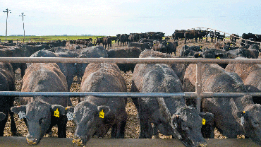 ightweight feeders at bunk