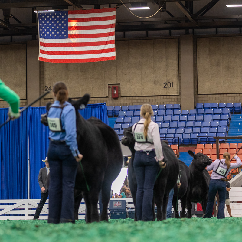 Show ring