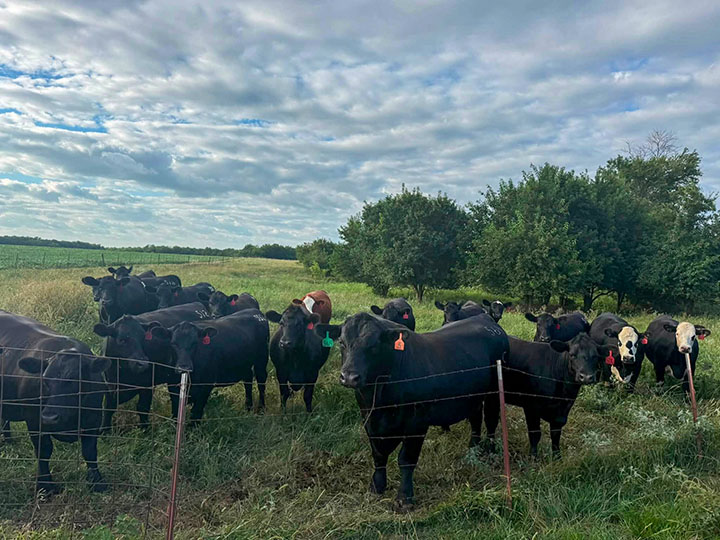 coal valley angus