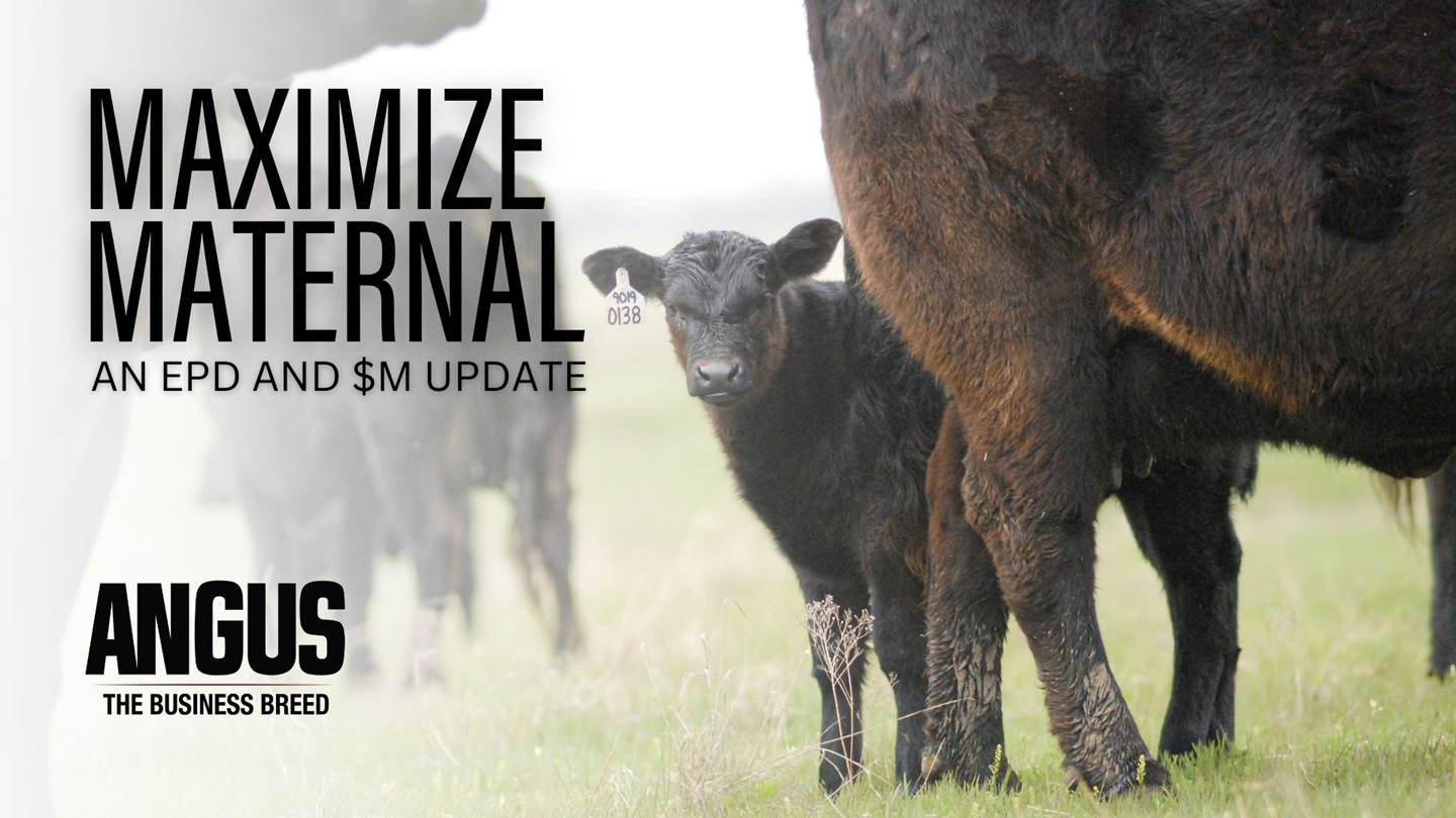 An Angus calf standing between the legs of it's mother in a green pasture.