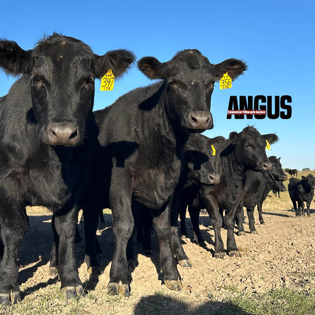 ANGUS CATTLE