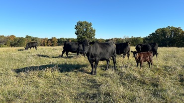 cows grazing