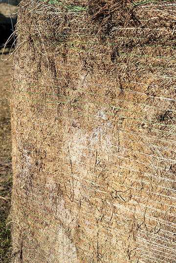 This bale of Bermuda grass hay was stored outside on the ground, but had very little waste because it was on well-drained soil.