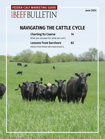 Cows on the cover of the feeder-calve marketing guide