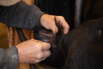 Prick the vein in the animal’s ear with a sterile needle.