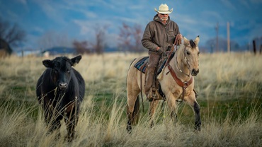 cowboy taking care of lone animal