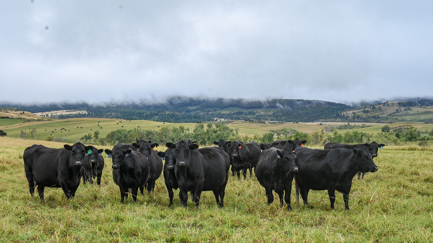 cattle
