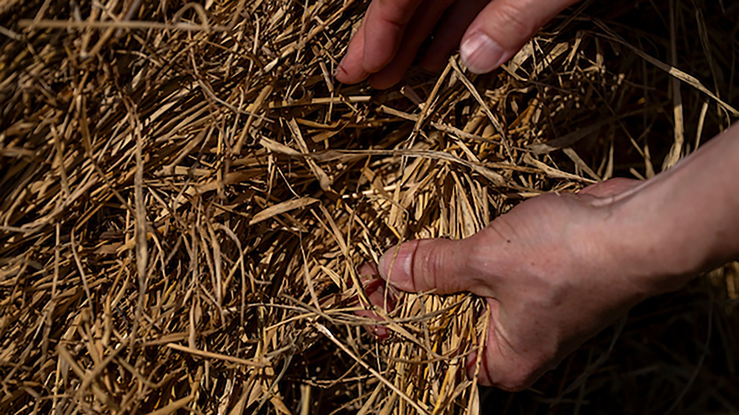 Experts with the Texas A&M AgriLife Extension Service are encouraging producers to document damage and err on the side of caution when dealing with hay exposed to floodwaters or heavy rain. (Michael Miller/Texas A&M AgriLife)