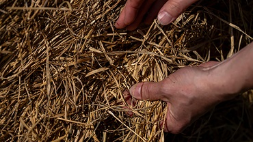 Experts with the Texas A&M AgriLife Extension Service are encouraging producers to document damage and err on the side of caution when dealing with hay exposed to floodwaters or heavy rain. (Michael Miller/Texas A&M AgriLife)