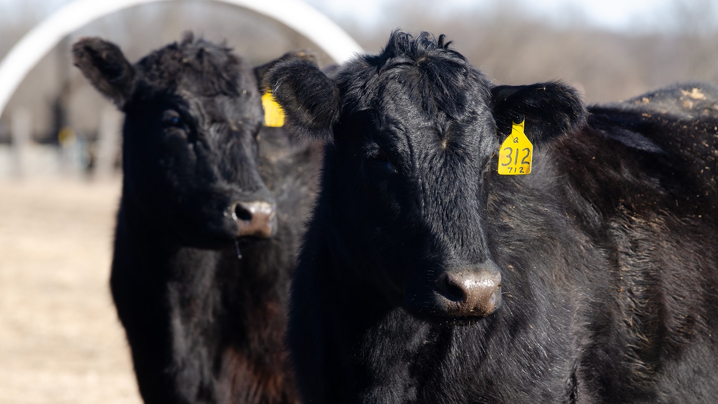 Two year old heifers