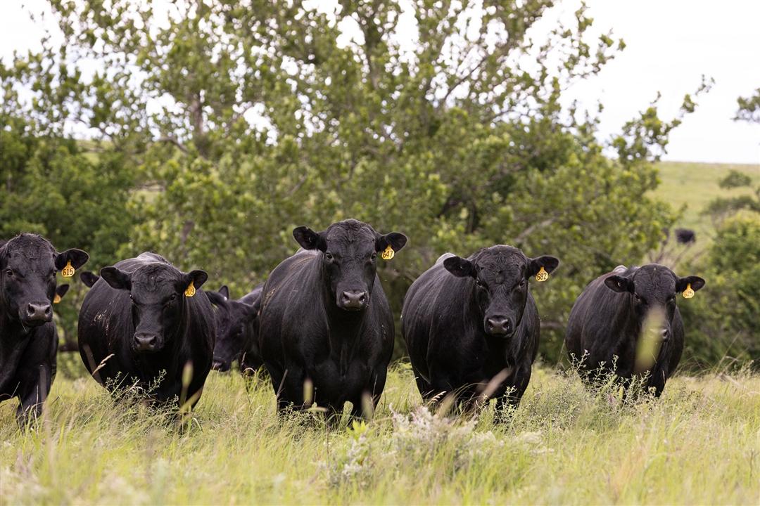 A herd of Angus bulls stand in a green pasture with trees.