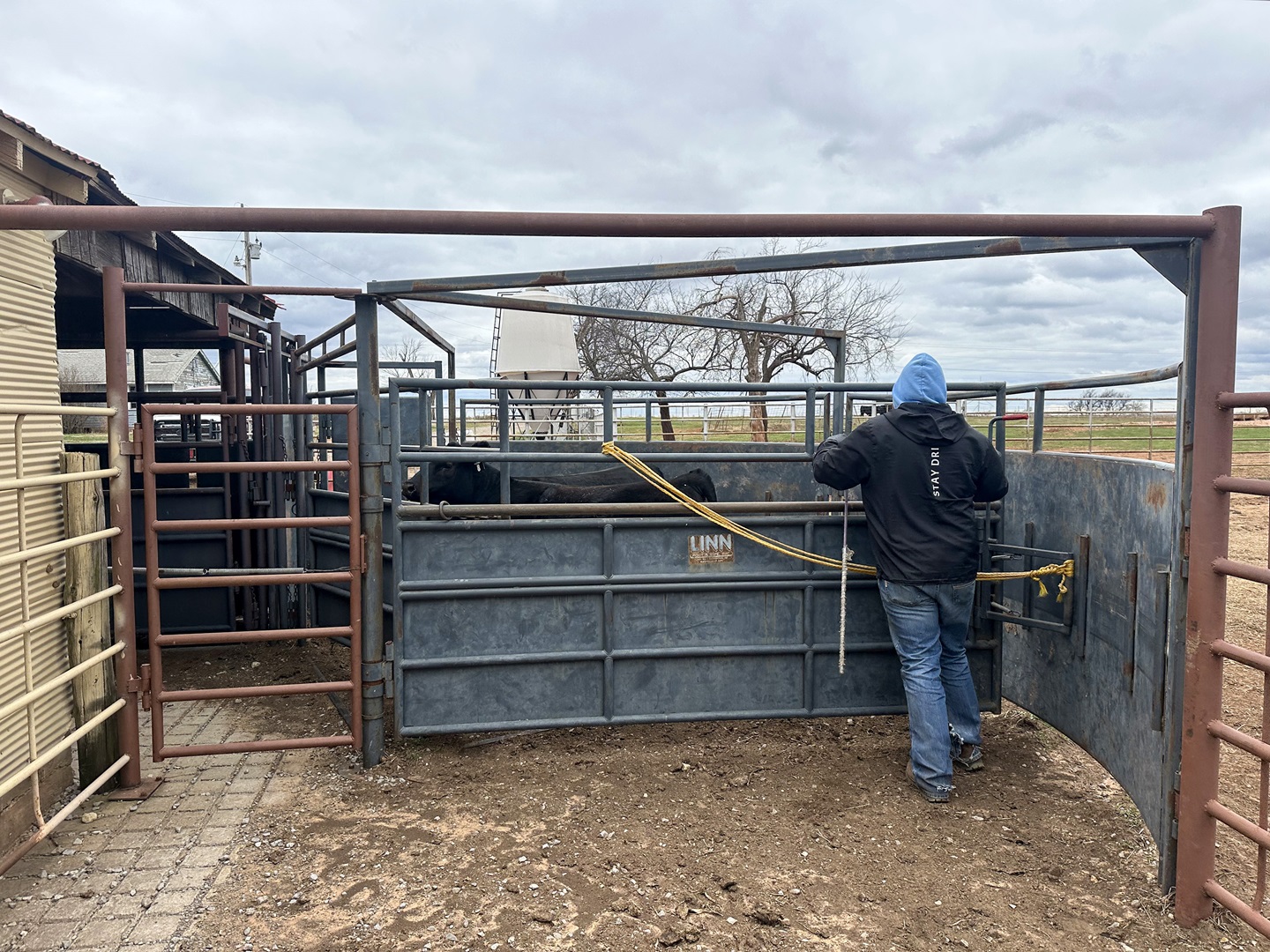 working cattle