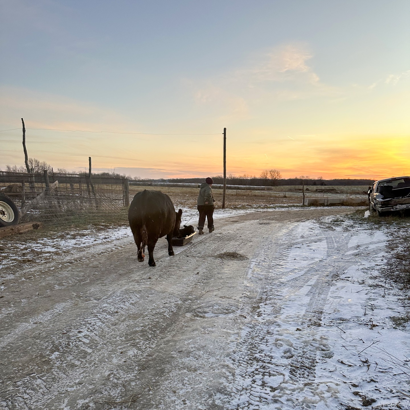 cattle in the snow